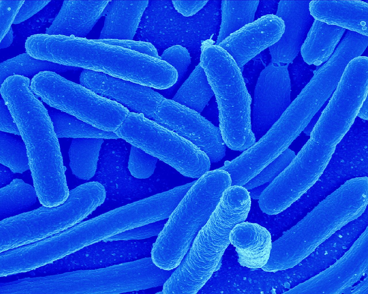 Lactobacillus